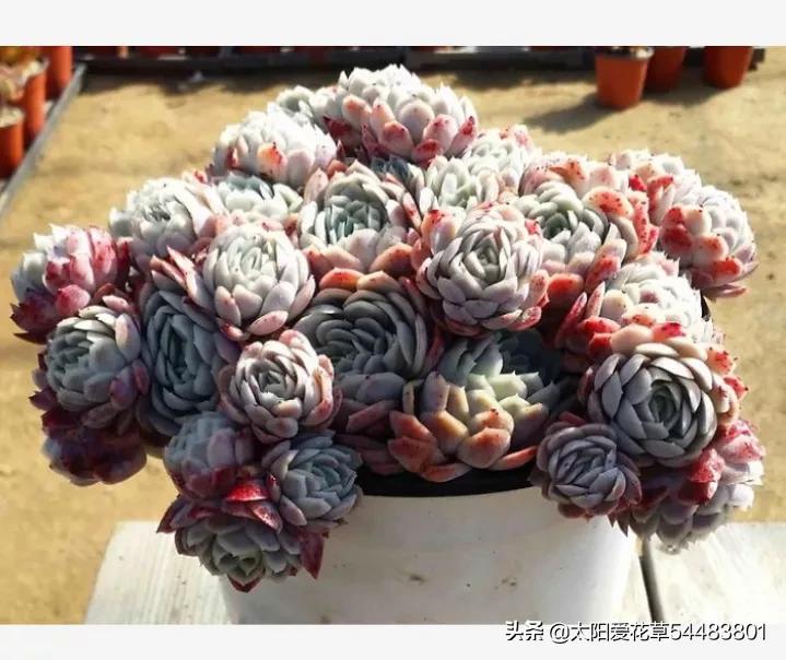 冰梅多肉怎么养才紧密包裹,冰梅多肉怎么养护出态势