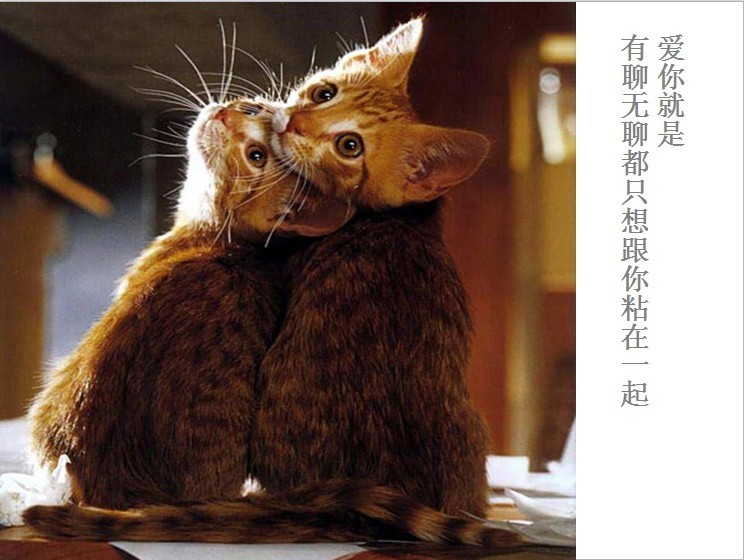 我只想说声爱你,只想再爱你一次