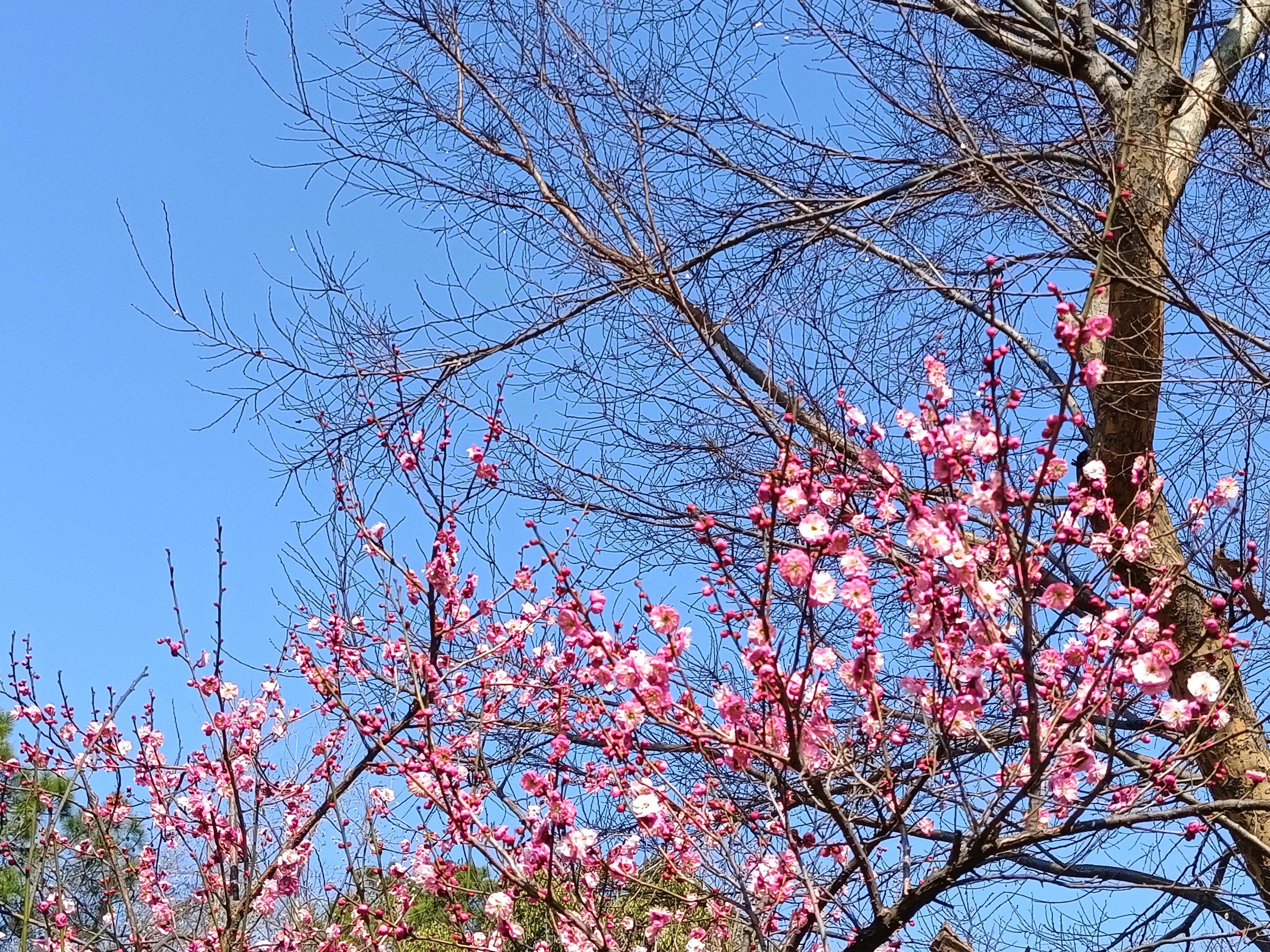 上方山森林公园作文,上方山森林公园动物世界