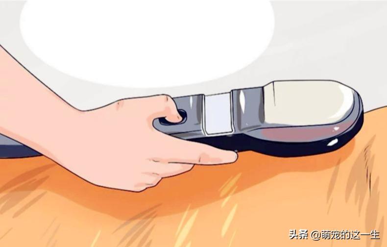 在路边看到流浪狗怎么办,遇到流浪狗如何不让它走