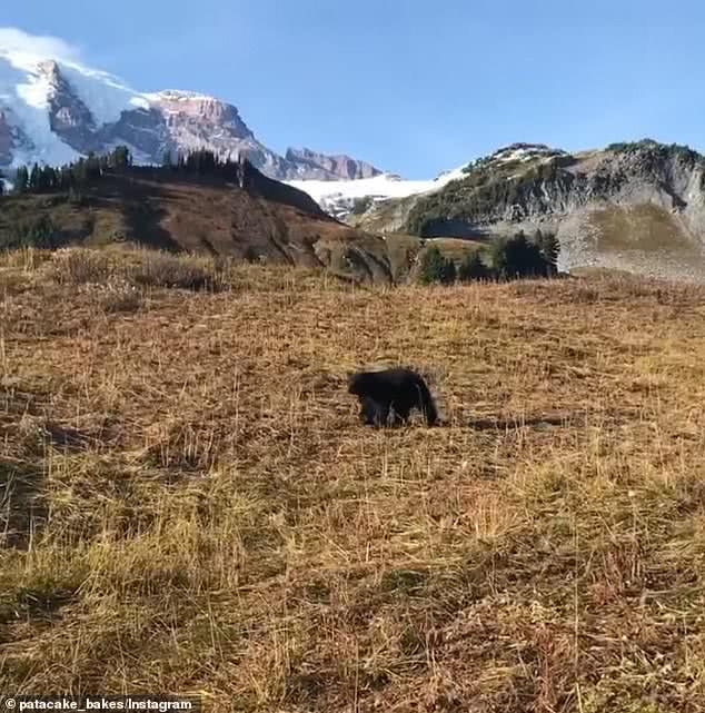 国外一男子爬山中遇到黑熊,美国人爬山遇到黑熊