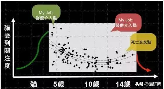 从3方面入手，有效提高老年猫的生活质量