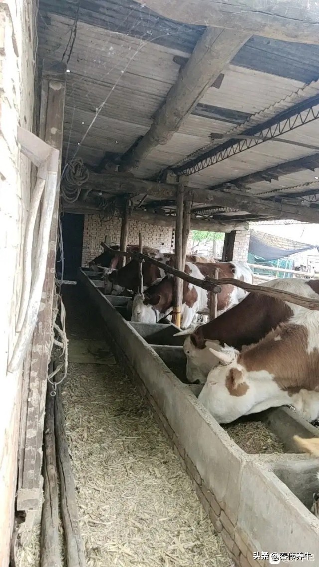 母牛下牛犊已经六个月了，但是还不发情，应该怎么治？