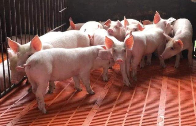 猪脓肿怎么消除最快,猪淋巴结脓肿怎么治疗