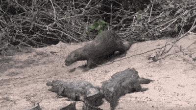 水獭与平头哥是同科吗,水獭动物界的平头哥
