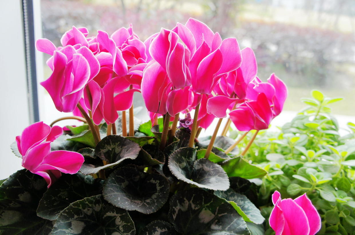 如何养好仙客来,如何把养了两年的仙客来养好