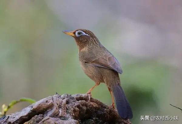 鸟类传染肺炎的症状,鸟类会感染肺炎吗