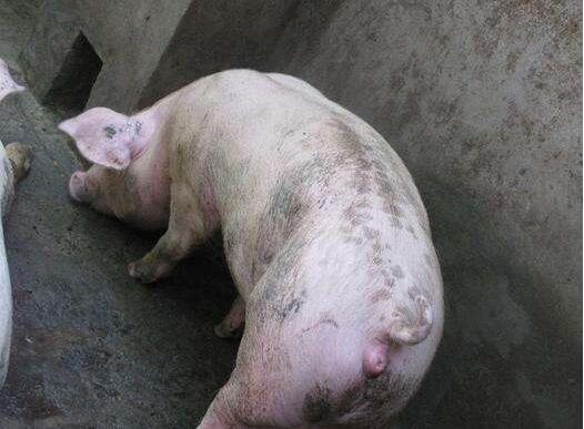 分享几个轻松解决母猪不发情，假发情，不排卵的方法