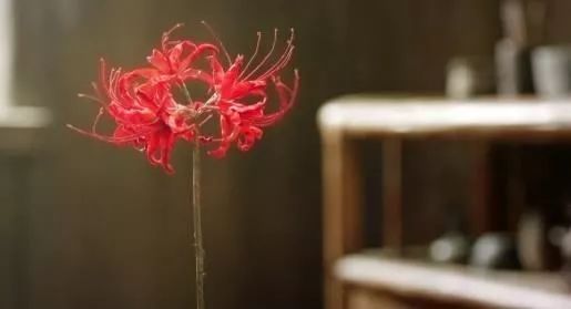 灵魂摆渡曼珠沙华的结局,灵魂摆渡的旁白曼珠沙华