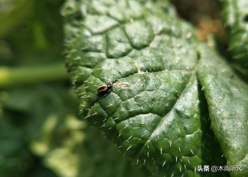 油菜黑腐病，用什么药效果好？如何防止？