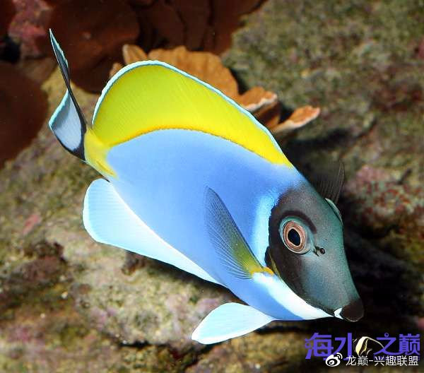 海缸养鱼长绿藻,海缸藻类多适合养鱼吗