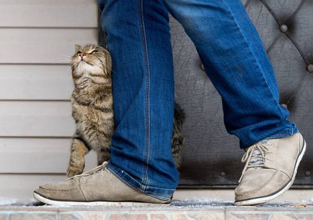 猫咪开心的表情和伤心的表情,猫咪爱你的15种表现图