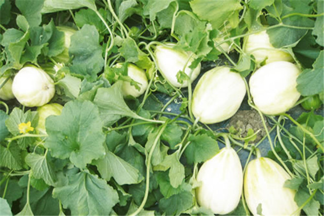 香瓜病虫害怎么防治,香瓜的病虫害防治