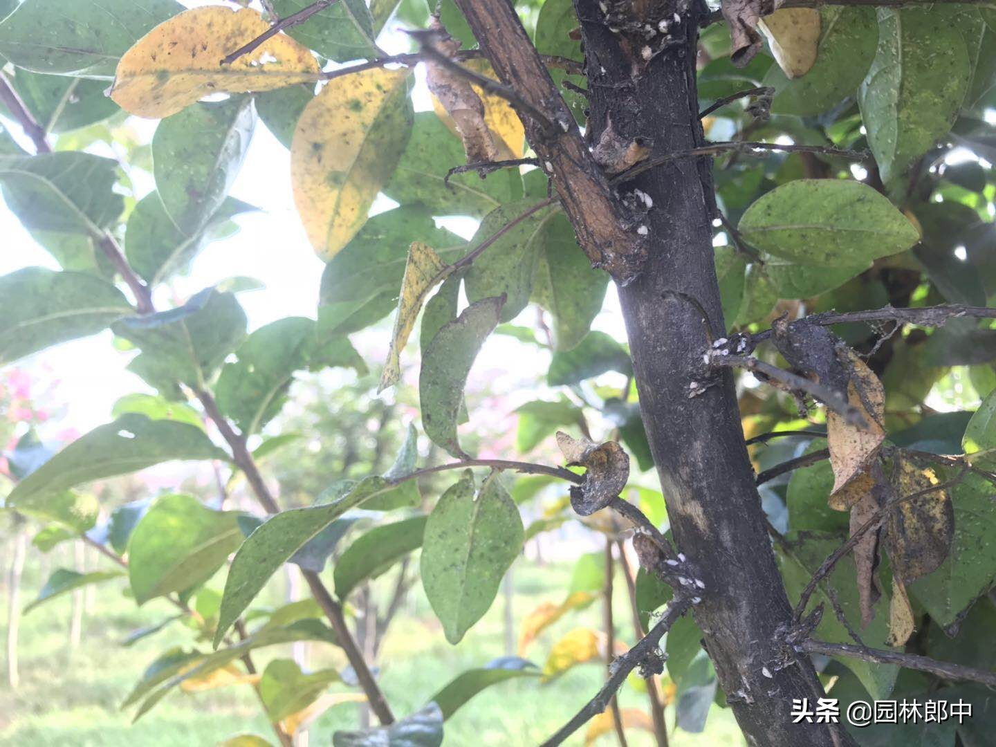 紫薇枝干上有许多小白点，手按一下还出现红色液体，怎么回事儿？