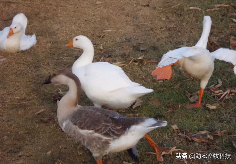 鹅肠道病的症状与治疗,快速判断鹅病的四种方法