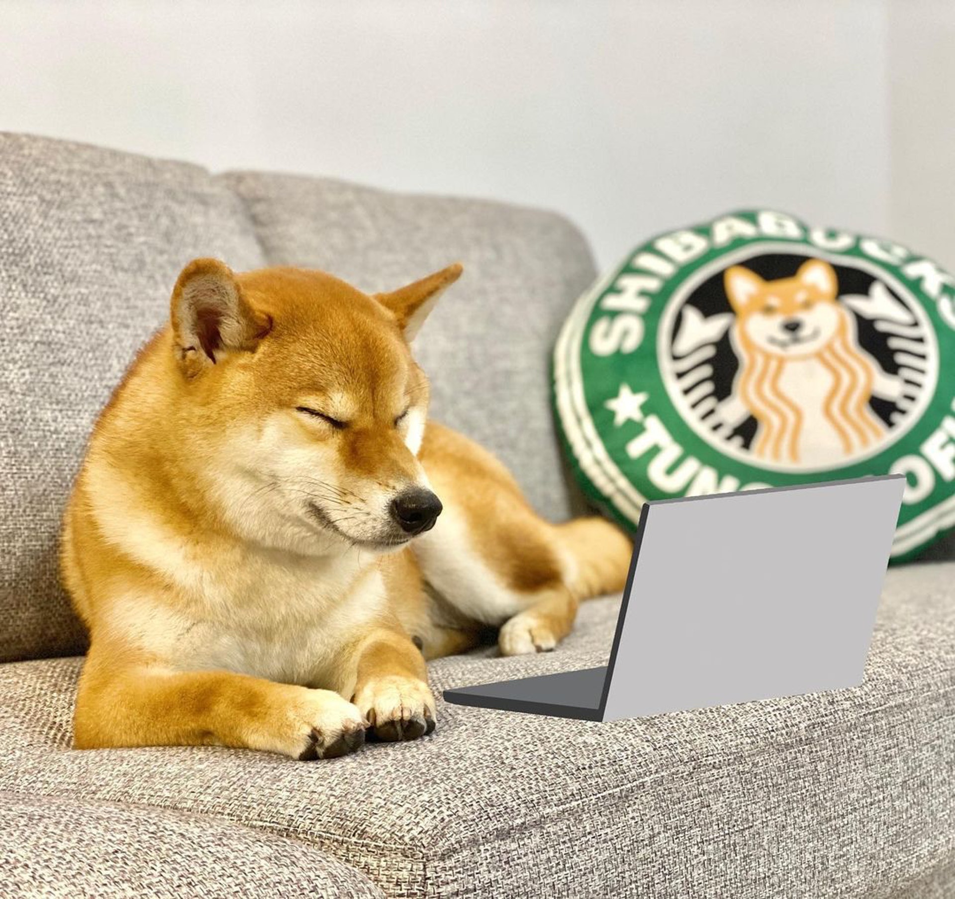 胆小柴犬遇神秘东西秒被吓跑　吓到脸歪、弹起反应笑翻网民