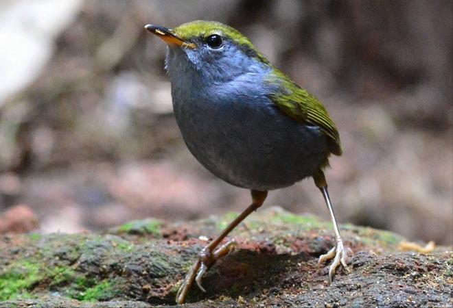 东江揽胜,惠州淡水常见鸟类图谱