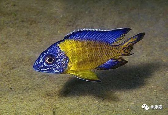 三湖慈鲷马鲷孔雀鱼多久发色,三湖慈鲷鱼之马鲷鱼