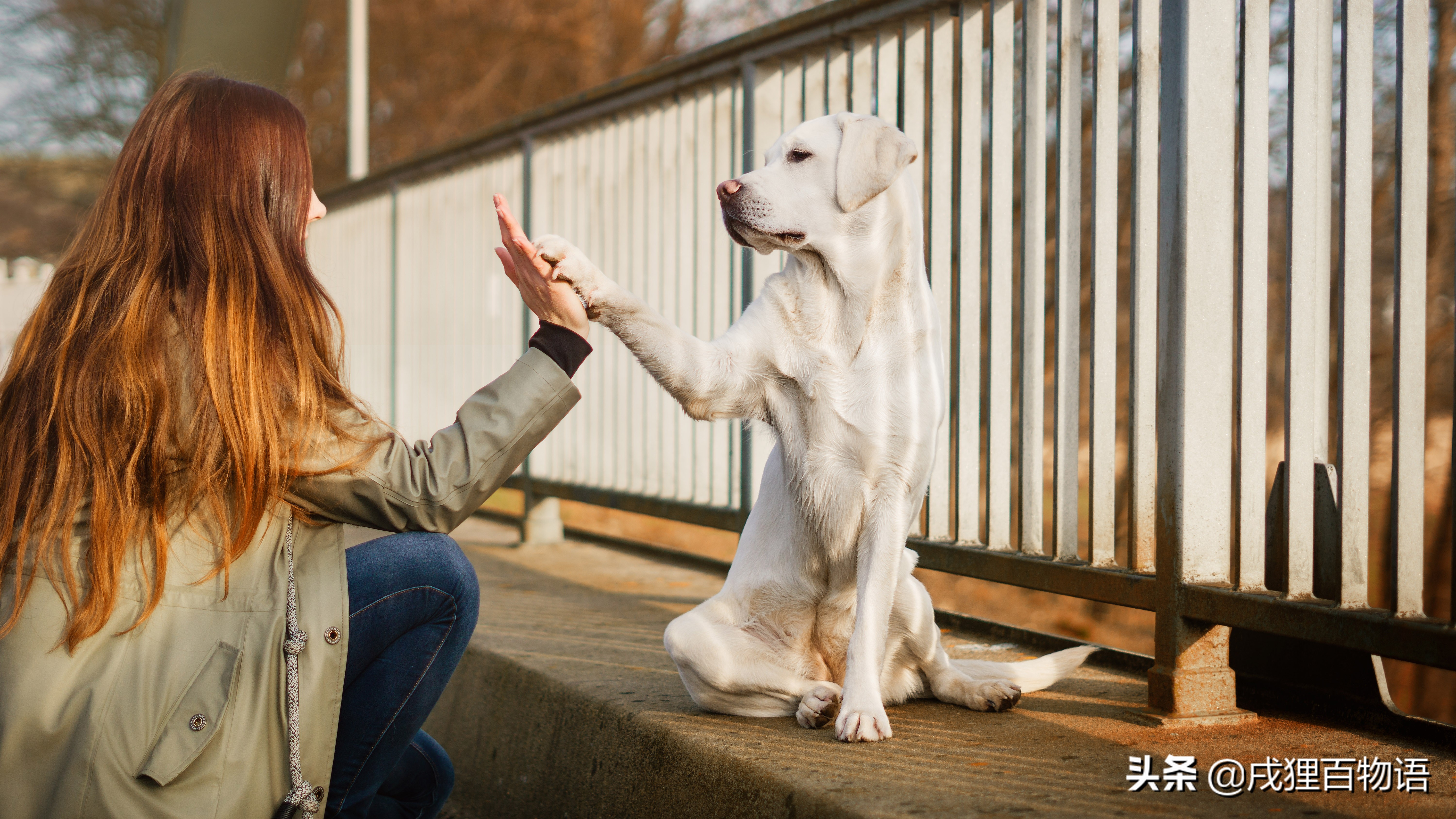 狗狗肘子秃了红肿,怎么避免大狗肘子秃