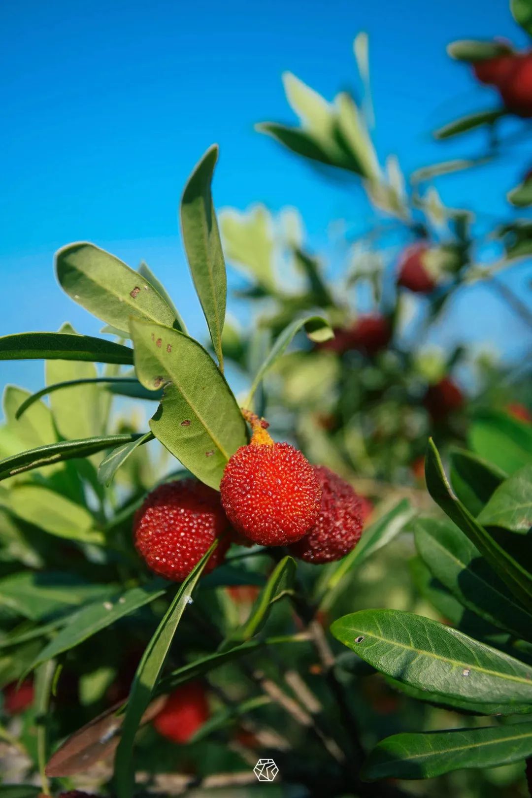 吃上一颗杨梅,正宗苏州杨梅