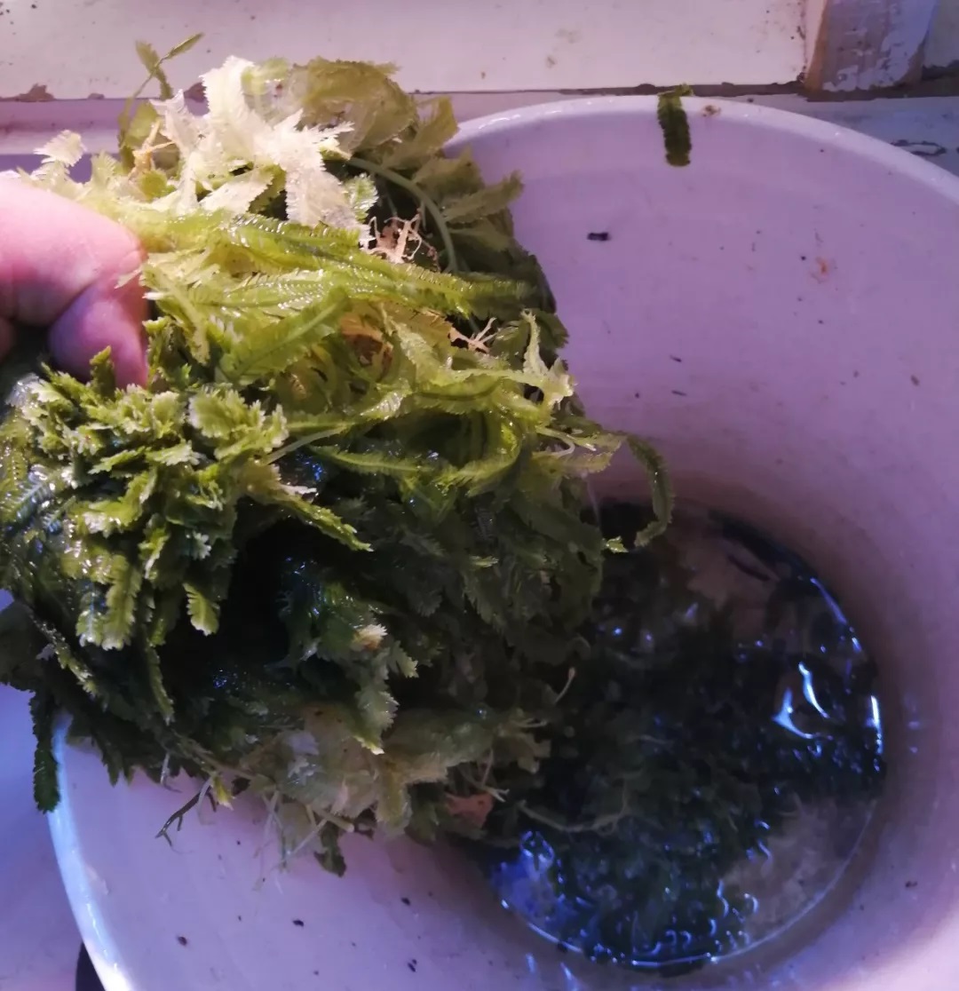 海缸刚开缸怎么饲养,海缸np双零珊瑚会白化吗