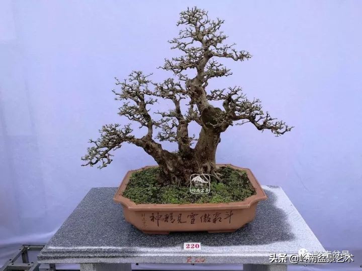 盆景对节白蜡是什么树,对节白蜡盆景是什么树