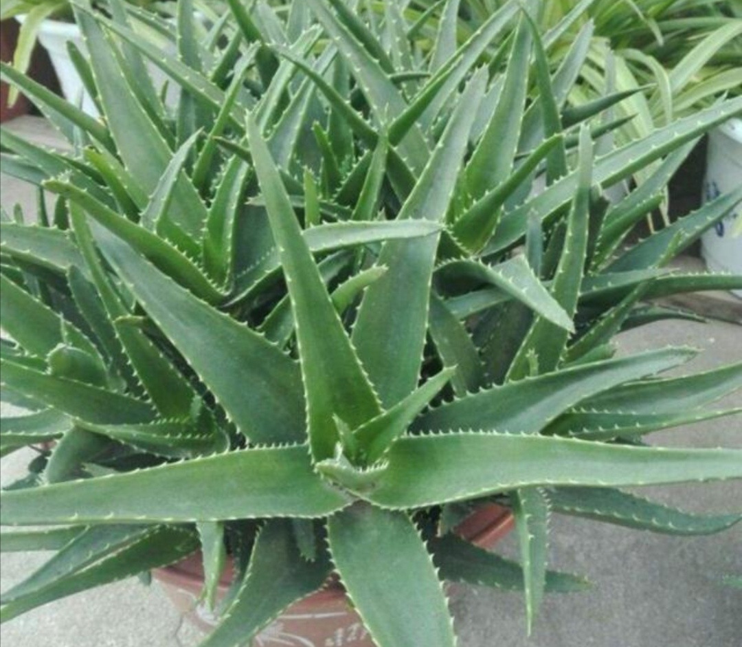 室内养殖喜阴植物,室内养净化空气效果最好的植物