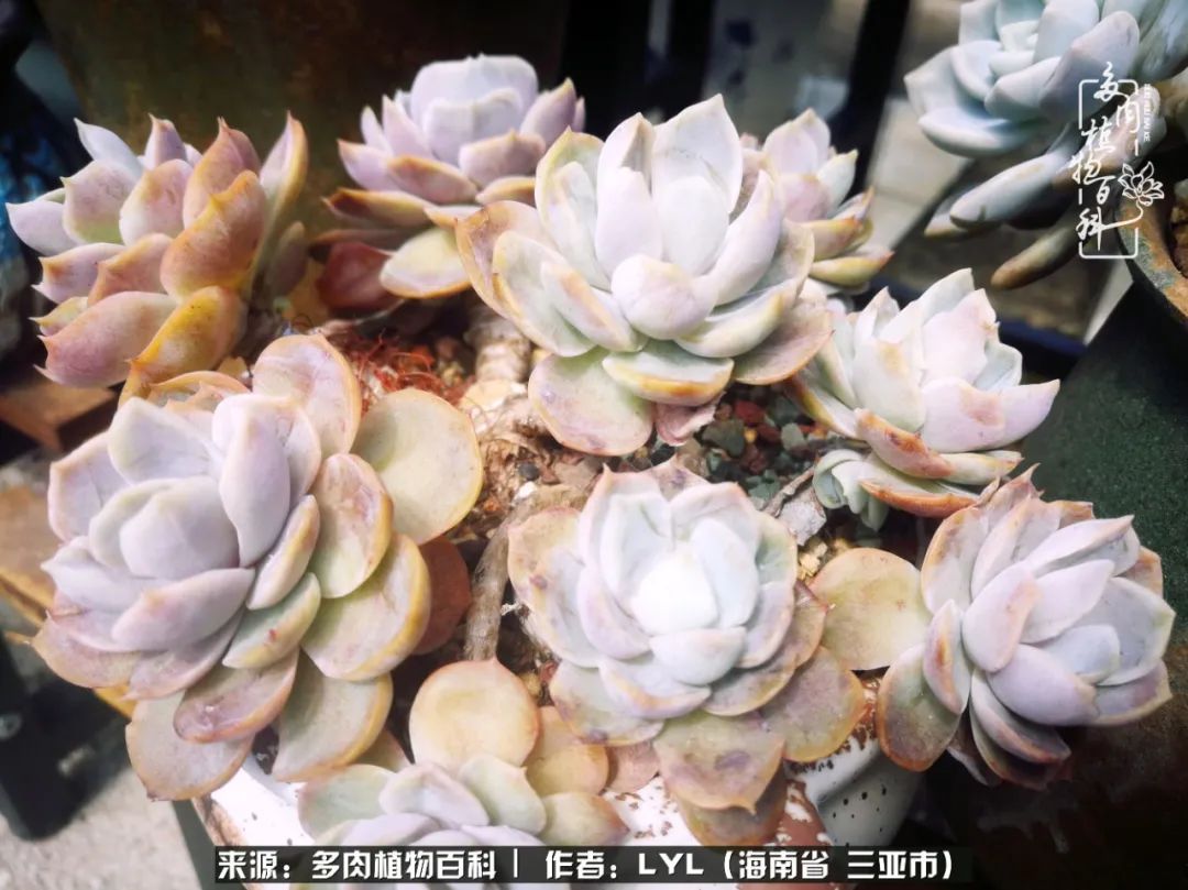 开挂区养多肉,非开挂区怎么把多肉养出态势