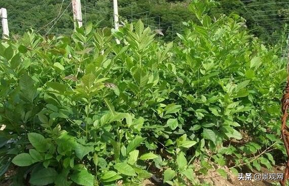 白蜡树的种植方法,白蜡树的养殖方法和关注事项