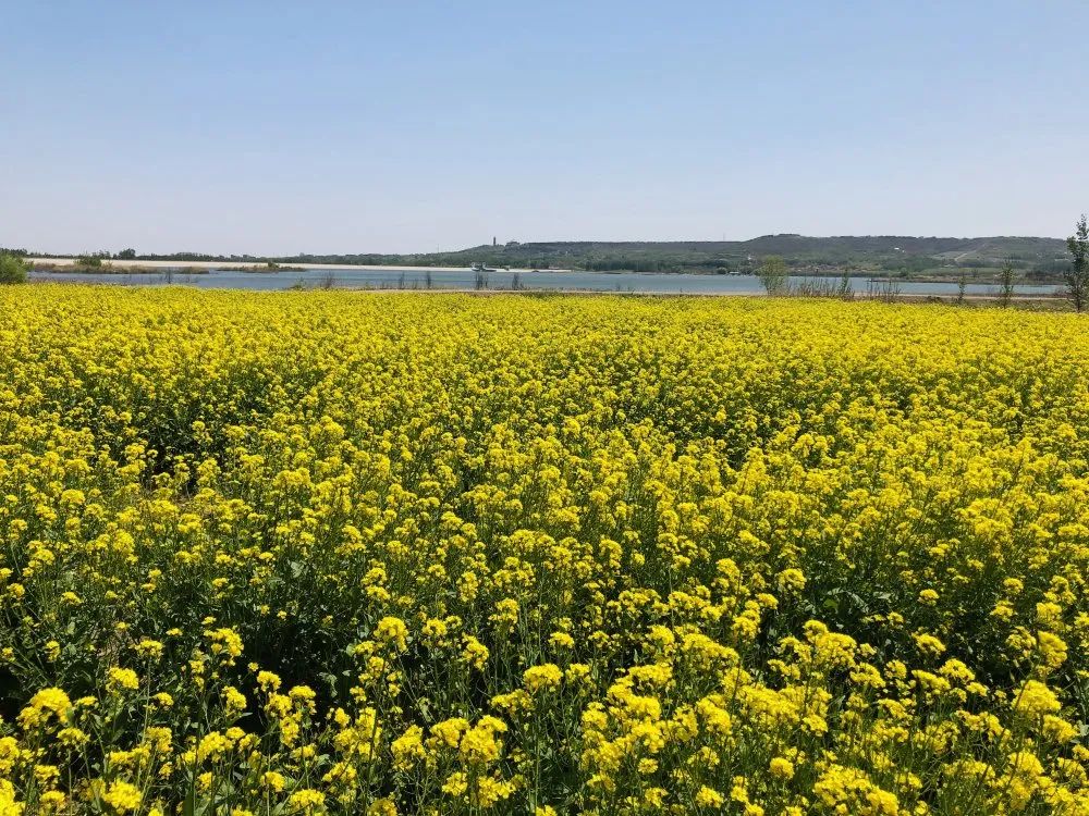 五一假期潍坊赏花踏青地推荐！这8个小众的绝美之地，一定要去走一走啊...