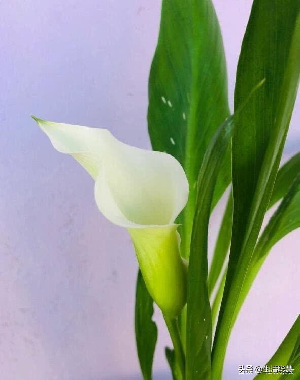 如何救活马蹄莲,马蹄莲叶子发软怎么处理