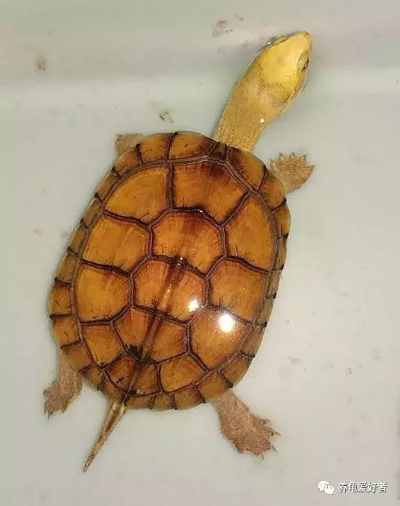 怎么判断龟是水肿还是胖,如何区分龟浮肿和胖