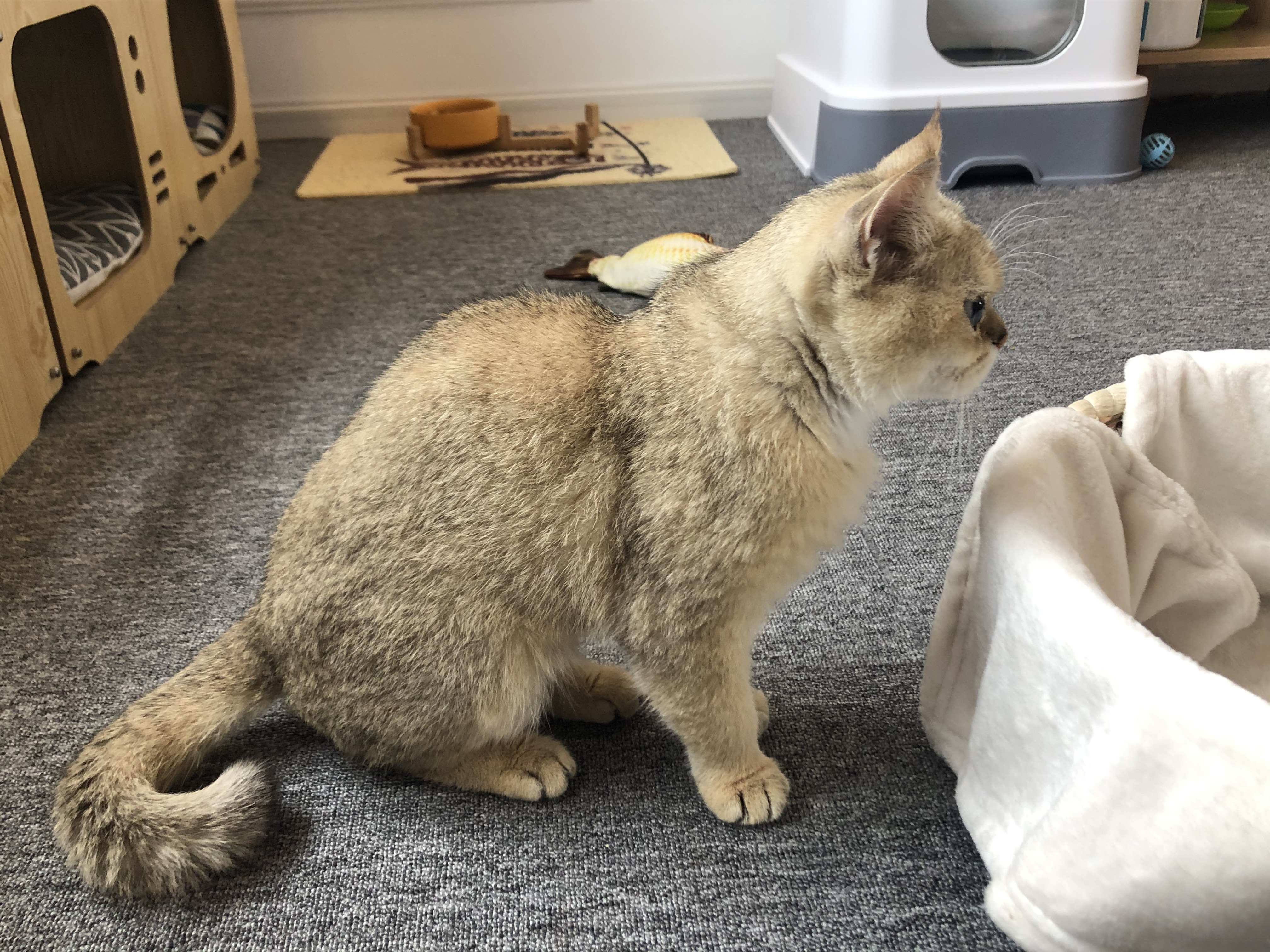 新手养猫关注事项和安全,室内养猫十大忌及忌讳