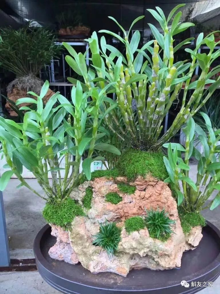 石斛兰最受不了的那种水！涨知识了