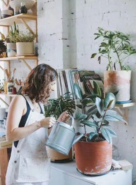 绿植快死了用什么方法可救活,你养的花为什么老死