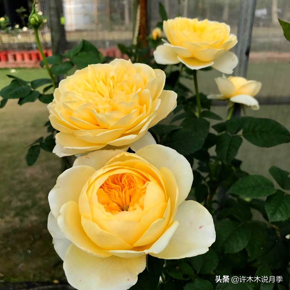 月季同时病害和虫害怎么办,月季感染蓟马怎么办