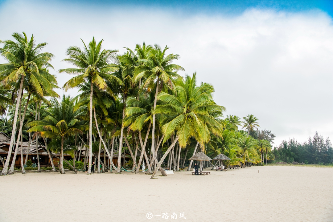 海南椰子最漂亮的地方,海南椰子最多的地方