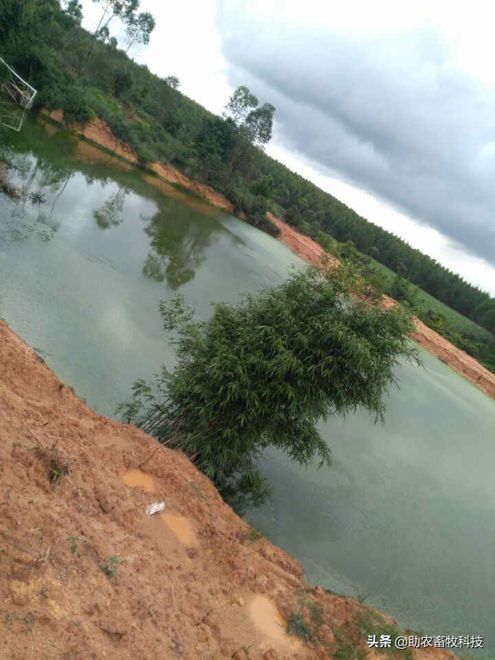 鱼塘水质差用什么改善水质,鱼塘流入养殖场废水如何处理