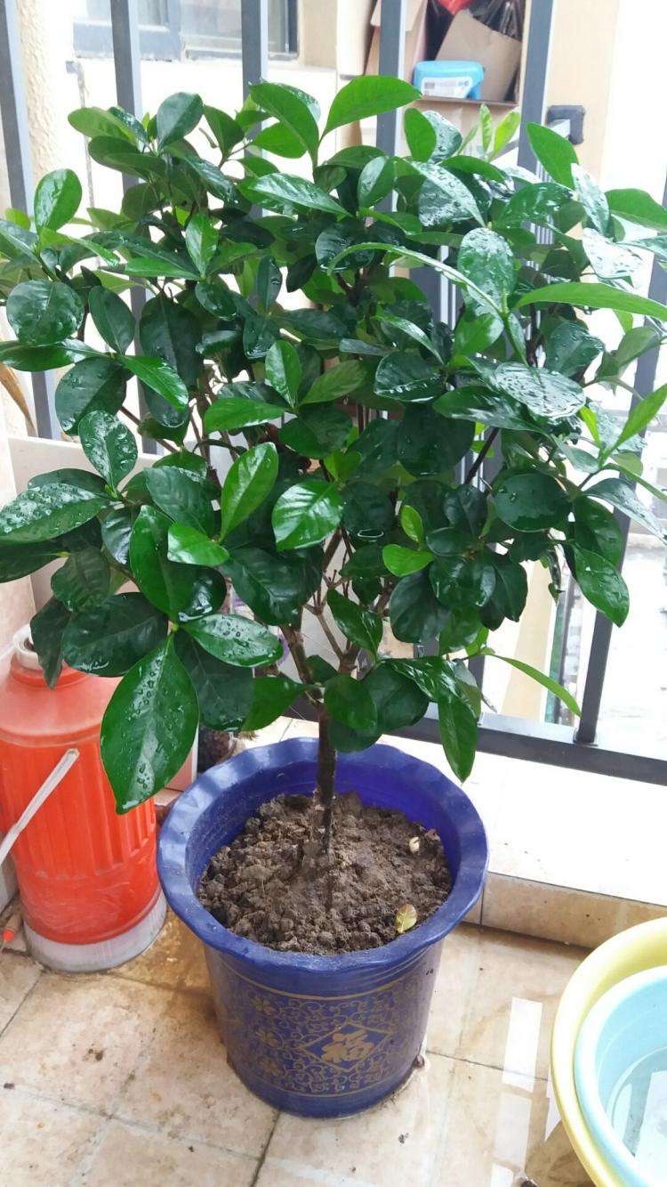 盆花怎样施肥效果好呢,花卉施肥过多怎么补救呢