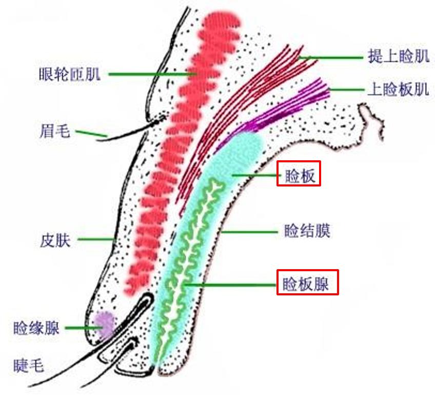 小孩麦粒肿和霰粒肿的区别,霰粒肿和麦粒肿是一样的吗