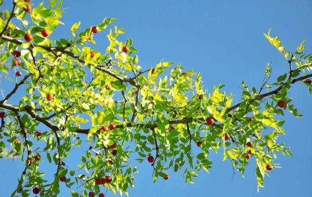 庭院植物搭配效果图,中式庭院景观植物搭配