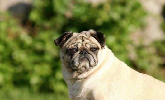 老实人容易被欺负的6大表现,老实人总被欺负怎么办