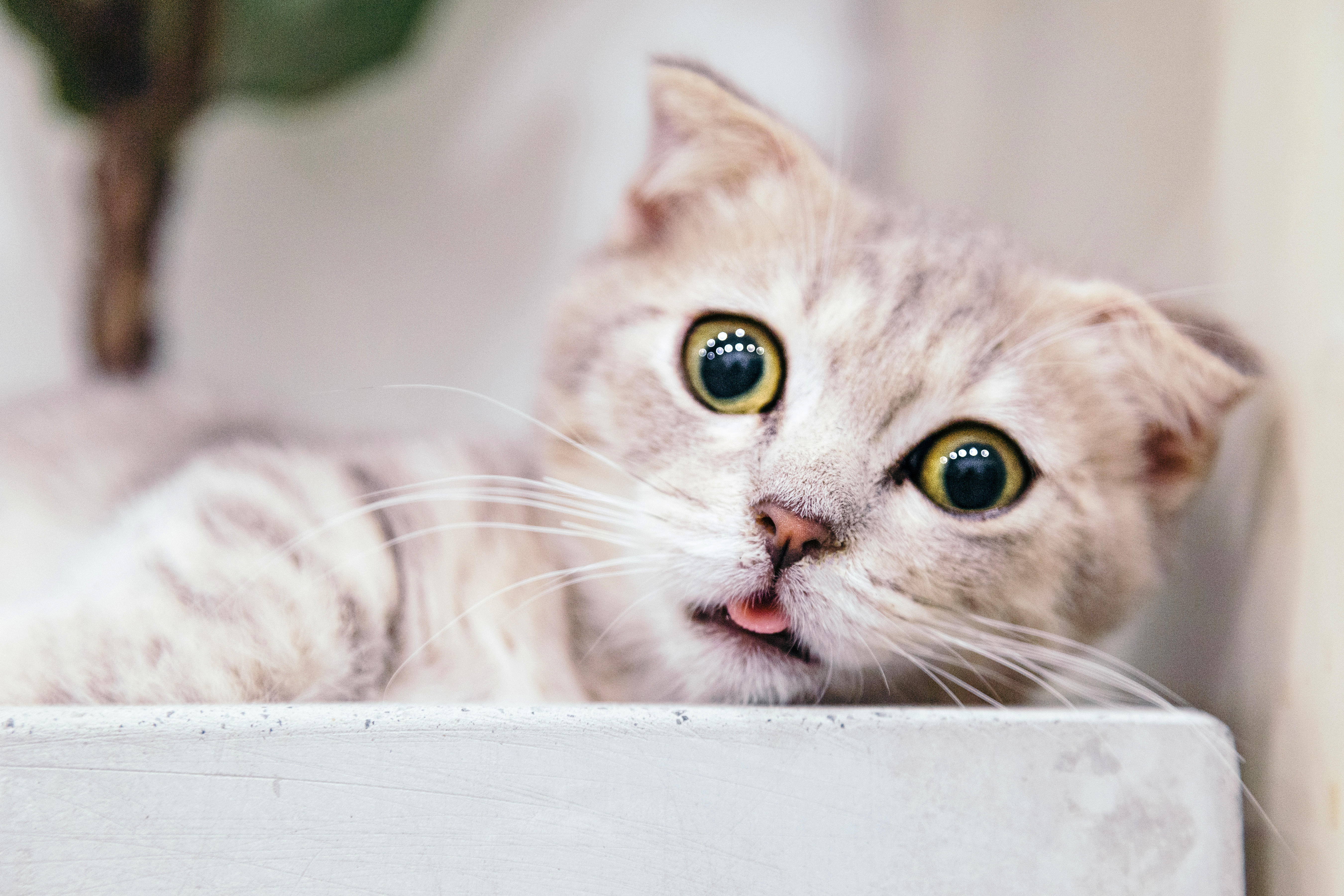 猫粮各大品牌试吃,怎么选猫粮可以喂食家趣生态猫粮