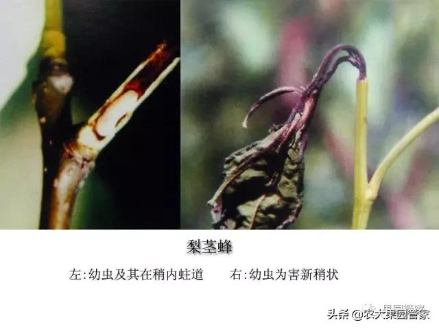 梨茎蜂怎么处理,梨树上的梨茎蜂防治