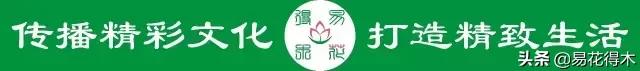 春兰荷瓣几大名品,春兰环球荷鼎和大富贵的区别