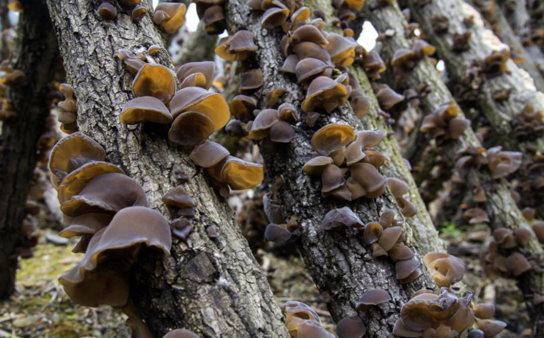 骞垮厓蹇箰椹跨珯鏃呮父鏀荤暐,鍘诲箍鍏冪殑鏀荤暐璺嚎鎺ㄨ崘