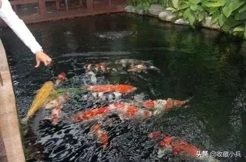 养锦鲤的十大关注事项,养锦鲤的10大忌