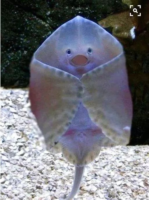 神秘的顶级海底照片难得一见,罕见海底美人照片