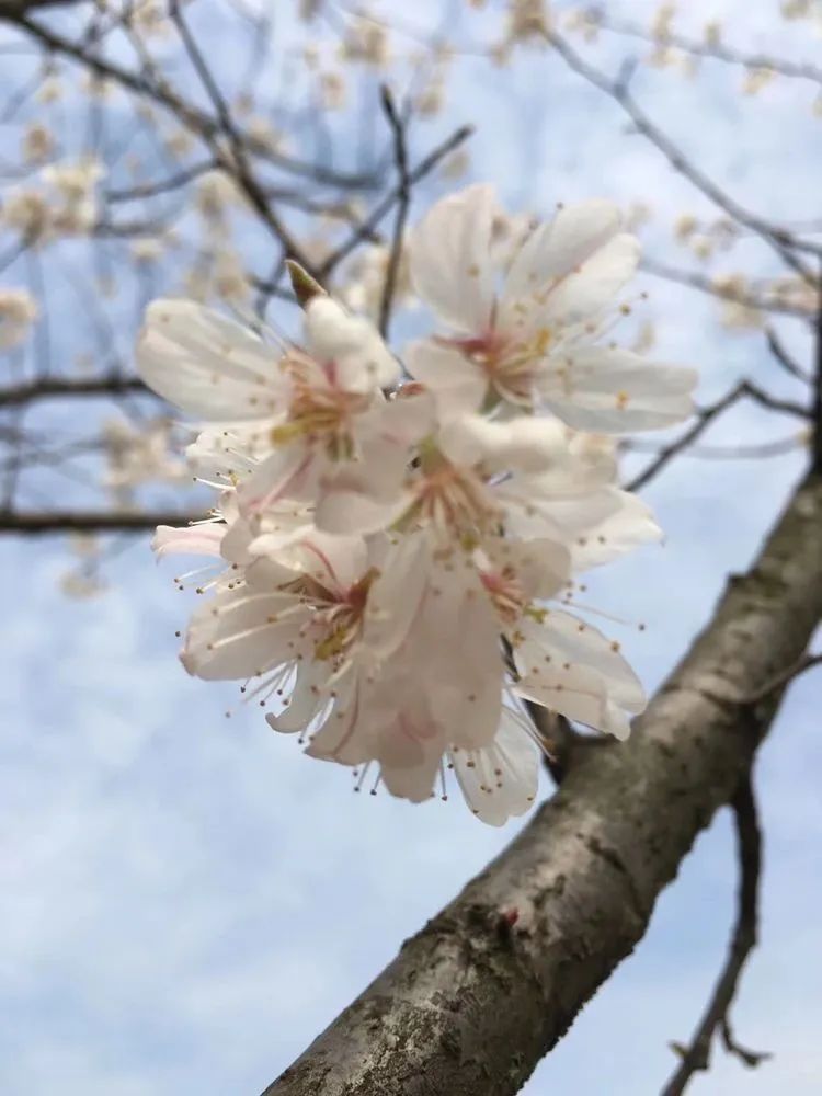 武职院毕业生返校,武职欢迎世界冠军回母校