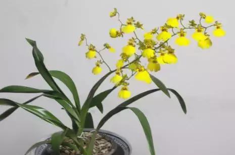 史上最全的兰花鉴赏,兰花品种之精品欣赏